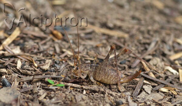 Troglophilus cavicola