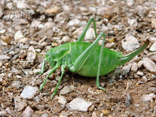 Polysarcus denticauda
