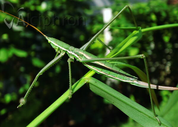 Saga campbelli
