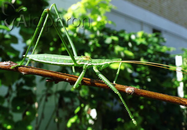 Saga campbelli