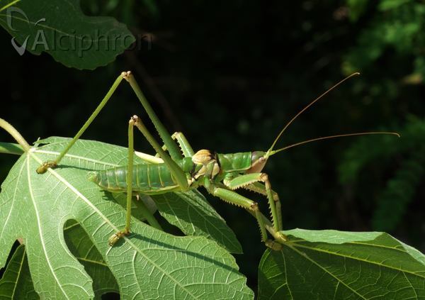 Saga natoliae