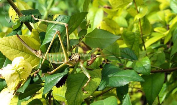 Saga natoliae