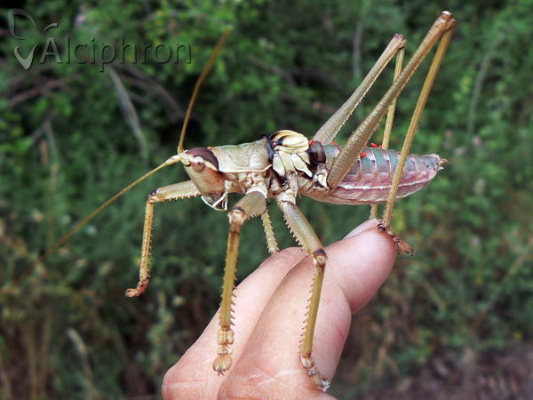 Saga natoliae