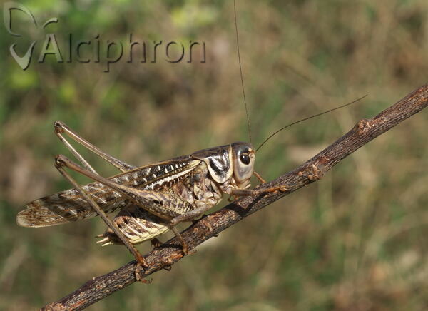 Decticus albifrons