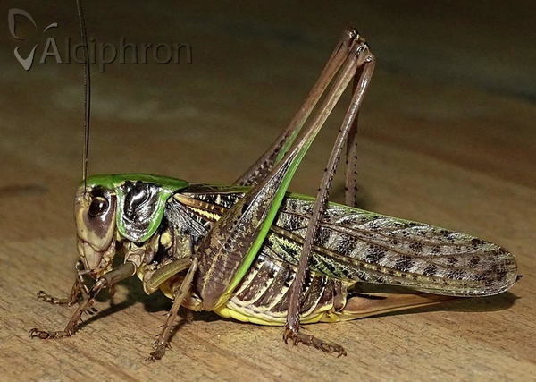 Decticus verrucivorus