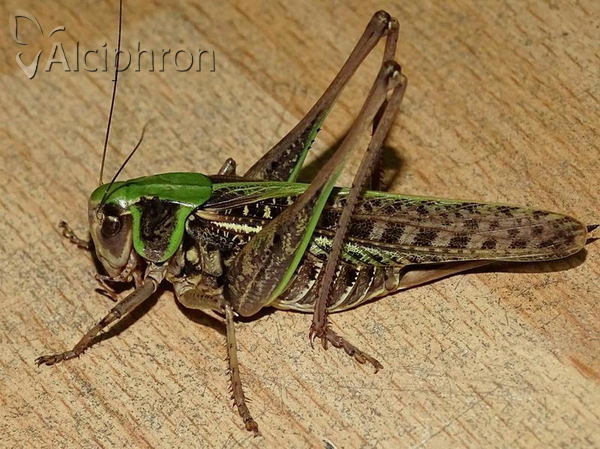 Decticus verrucivorus