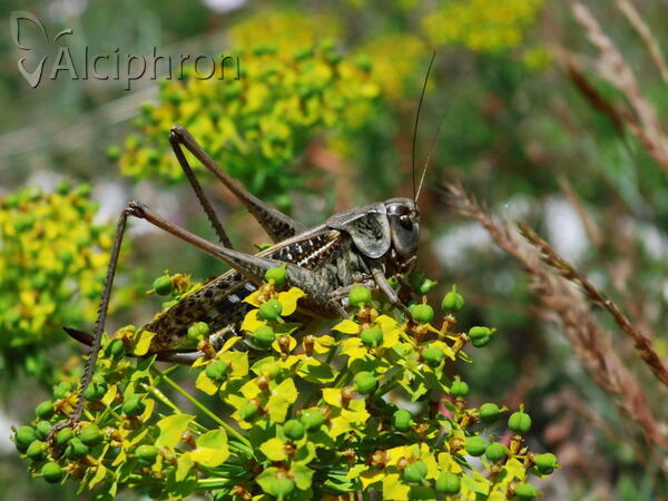 Decticus verrucivorus