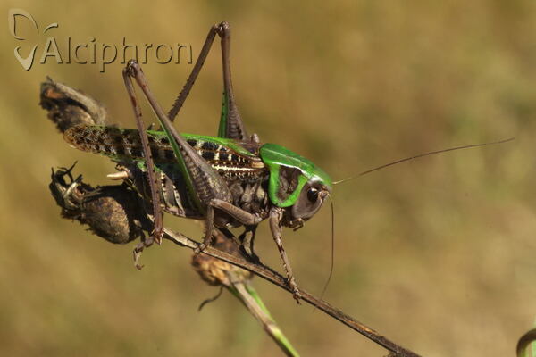 Decticus verrucivorus