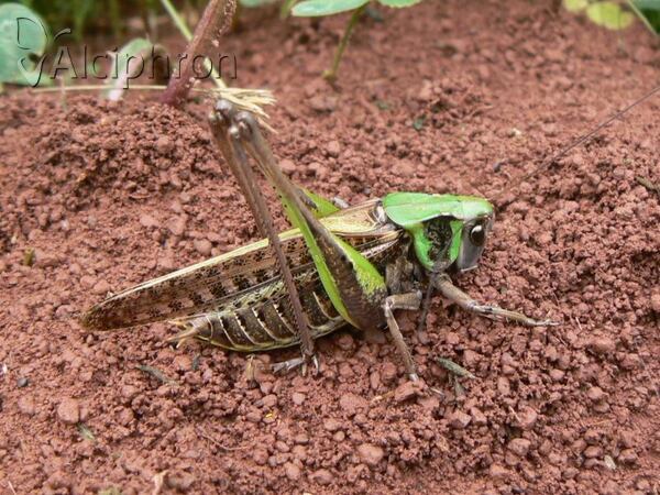Decticus verrucivorus