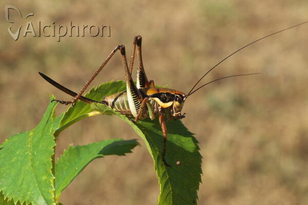 Eupholidoptera schmidti