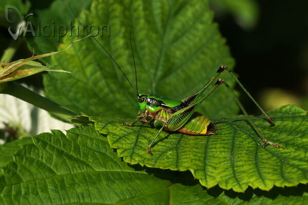 Eupholidoptera schmidti