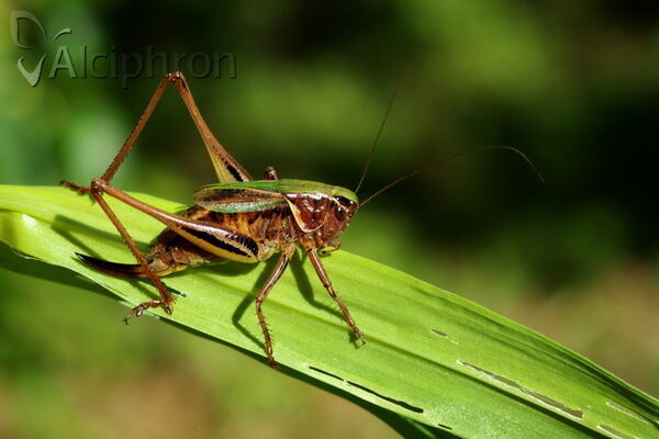 Metrioptera brachyptera