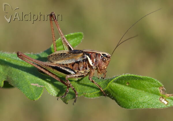 Metrioptera brachyptera