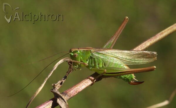 Bicolorana bicolor
