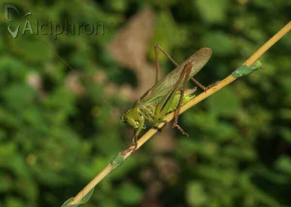 Bicolorana bicolor