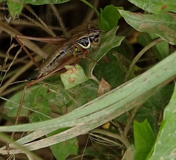 Roeseliana roeselii