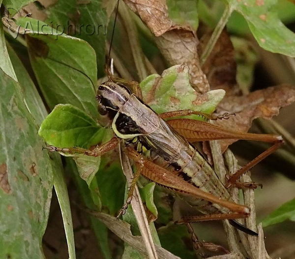 Roeseliana roeselii