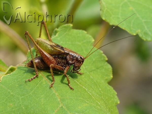 Zeuneriana amplipennis