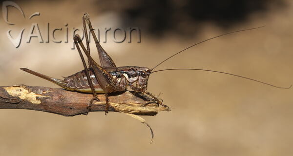Pachytrachis frater