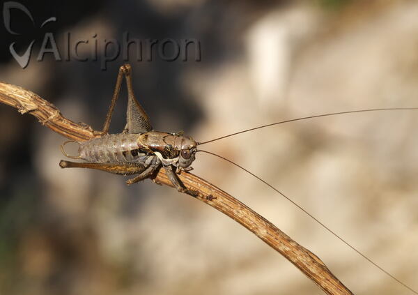 Pachytrachis frater