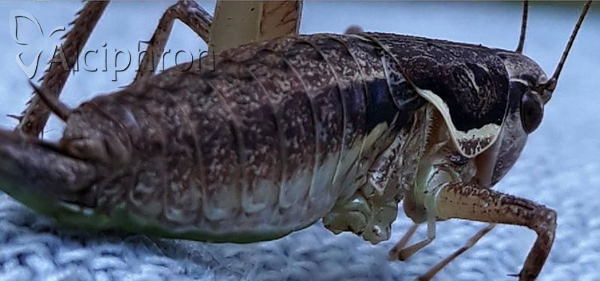 Pachytrachis gracilis