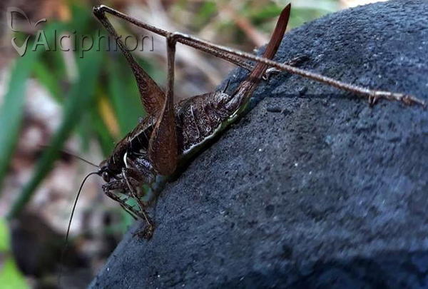 Pachytrachis gracilis