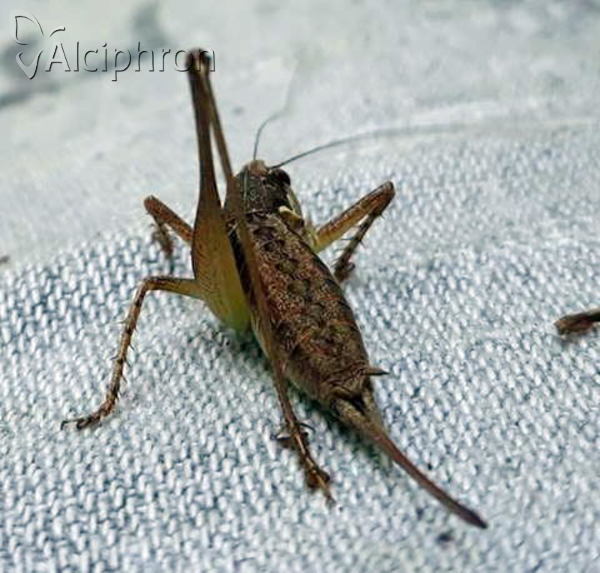 Pachytrachis gracilis