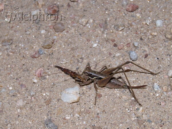 Pachytrachis gracilis