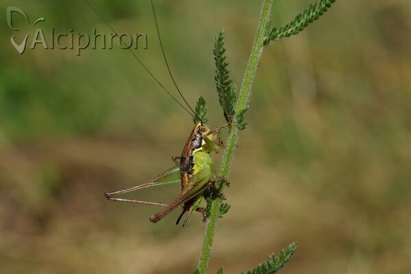 Pachytrachis gracilis