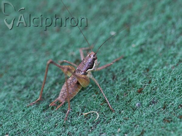 Pachytrachis gracilis