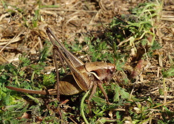 Pholidoptera aptera