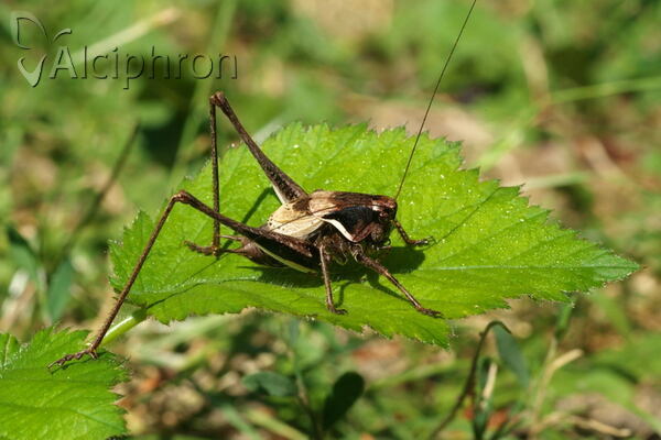Pholidoptera aptera