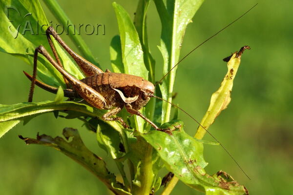 Pholidoptera fallax