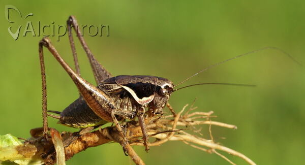 Pholidoptera fallax