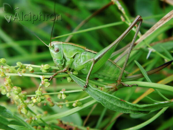 Pholidoptera frivaldszkyi