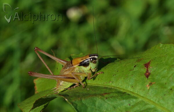 Pholidoptera frivaldszkyi