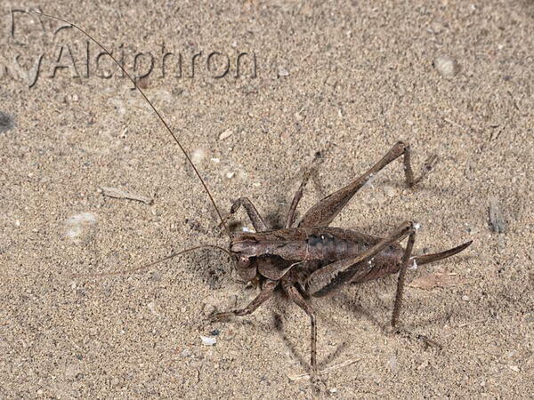 Pholidoptera griseoaptera