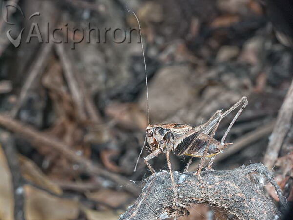 Pholidoptera griseoaptera