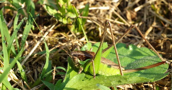Pholidoptera littoralis