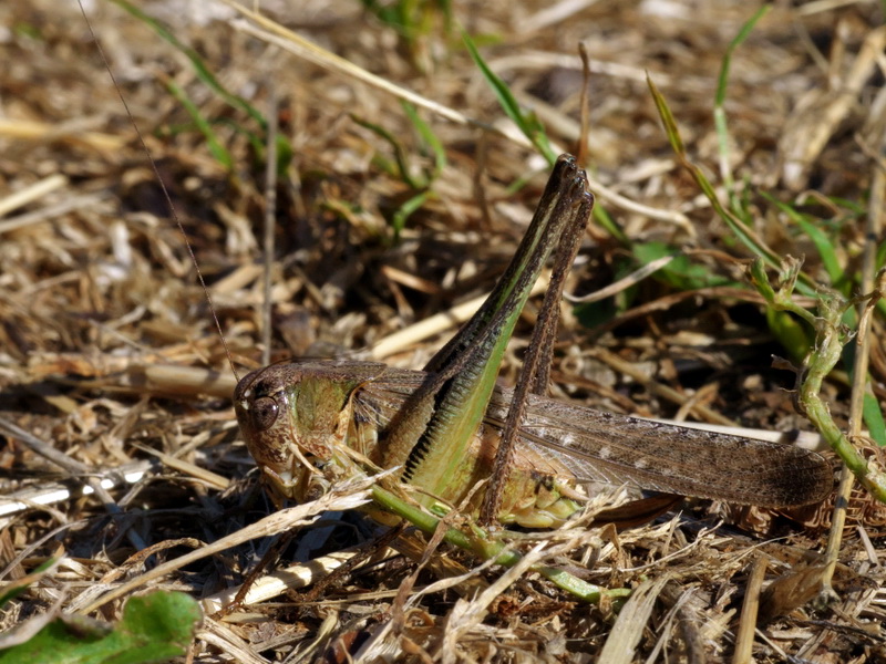 Platycleis grisea