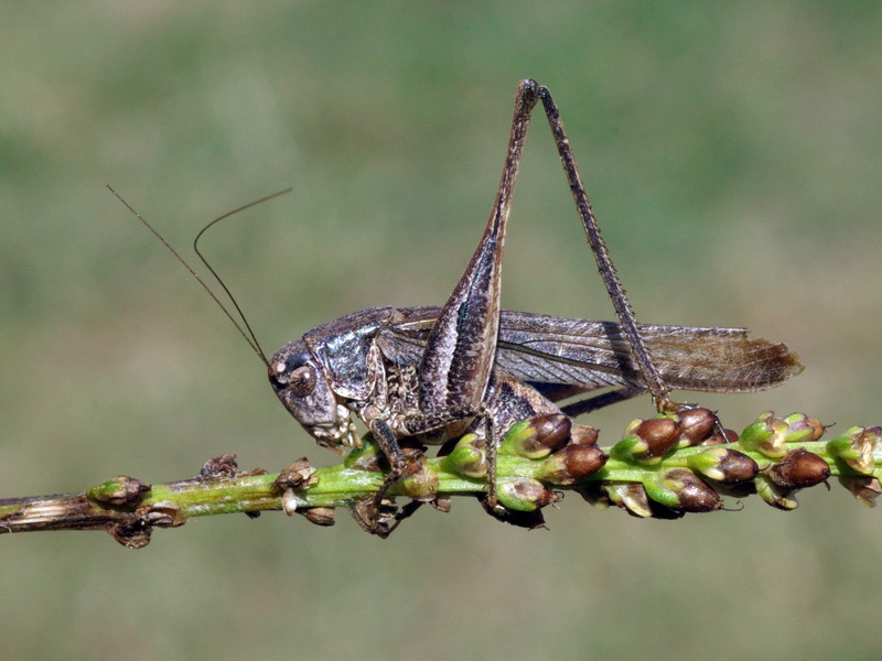 Platycleis grisea