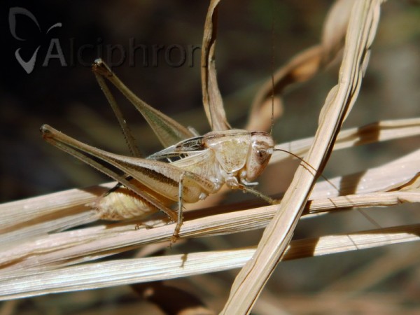 Tessellana carinata