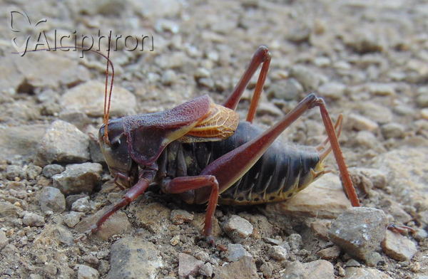 Psorodonotus fieberi