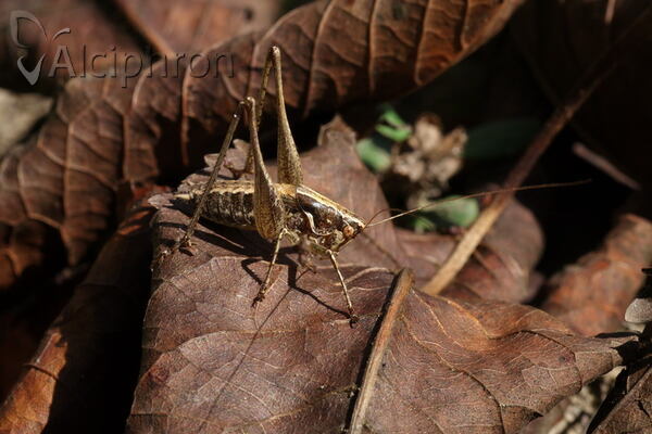 Rhacocleis germanica