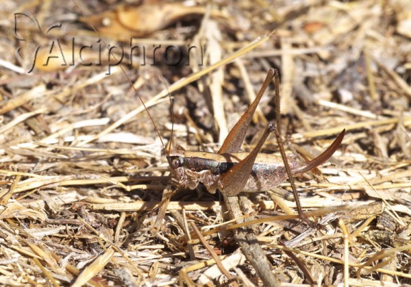 Yersinella raymondii