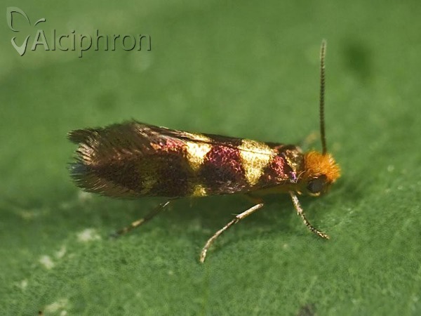 Micropterix allionella