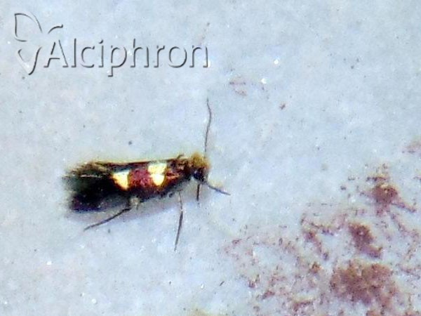 Micropterix allionella
