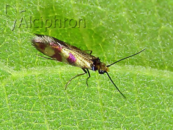 Micropterix tunbergella