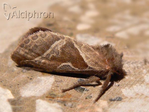 Triodia sylvina