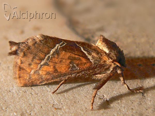 Triodia sylvina